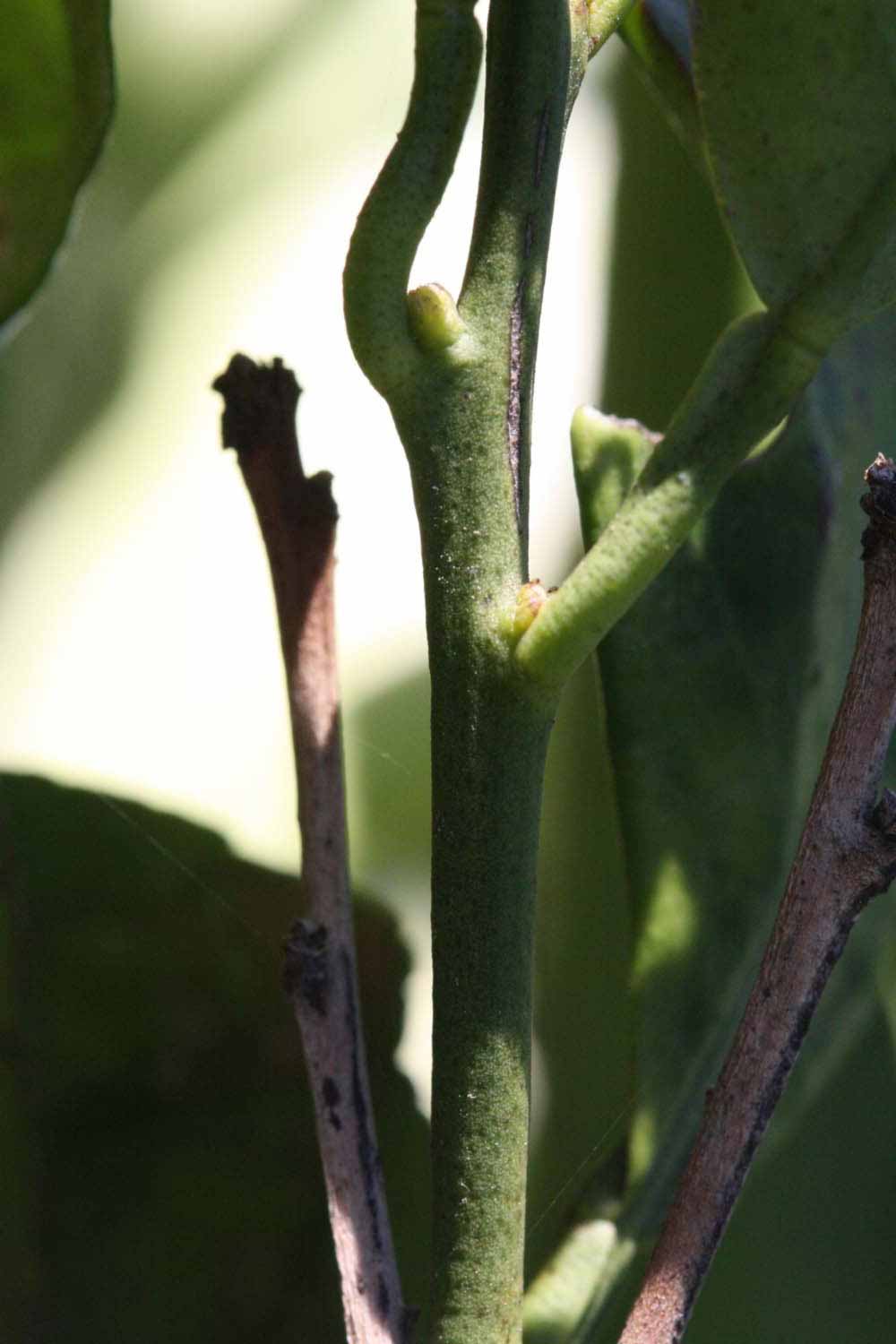              First year twig (Riverside, CA)       